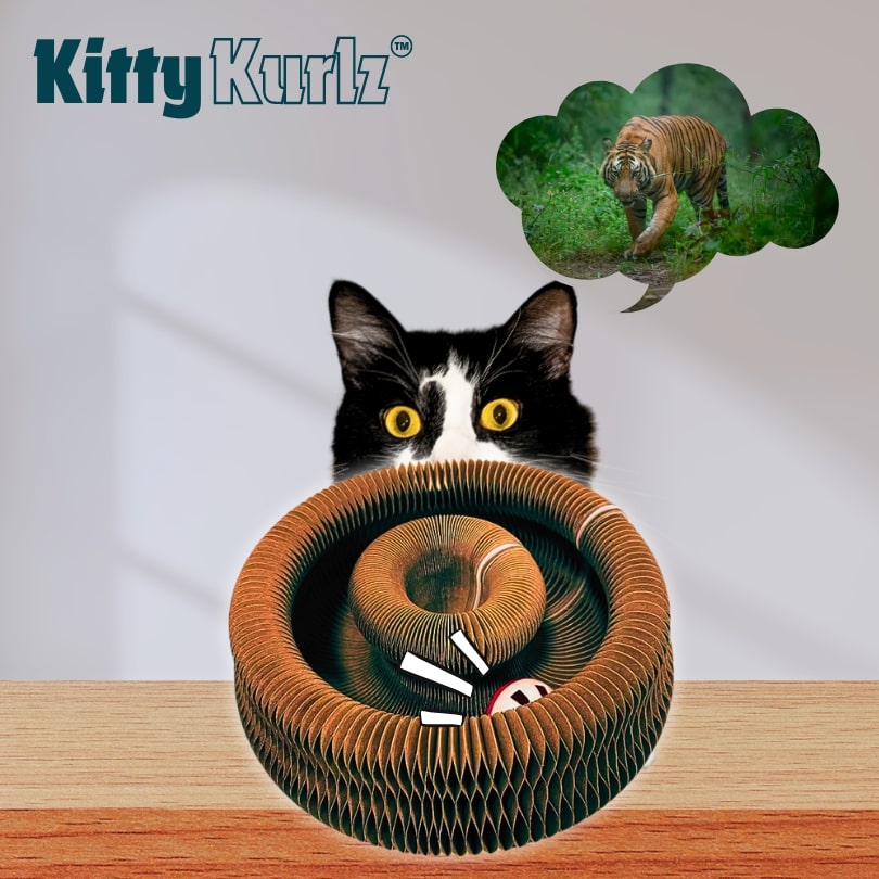 Kitty Kurlz lifestyle